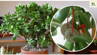 Crassula