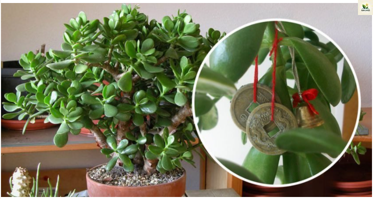 Crassula