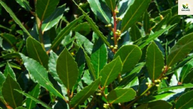 Bay leaf