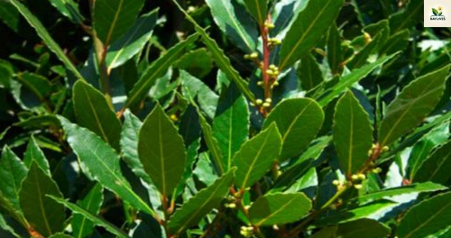 Bay leaf
