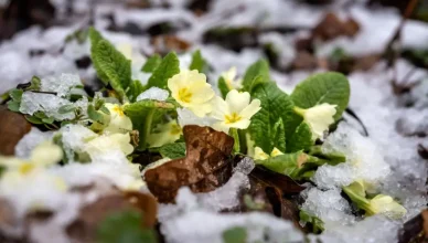 Մարտի 8-ին ձյուն կտեղա՞. եղանակն առաջիկա օրերին