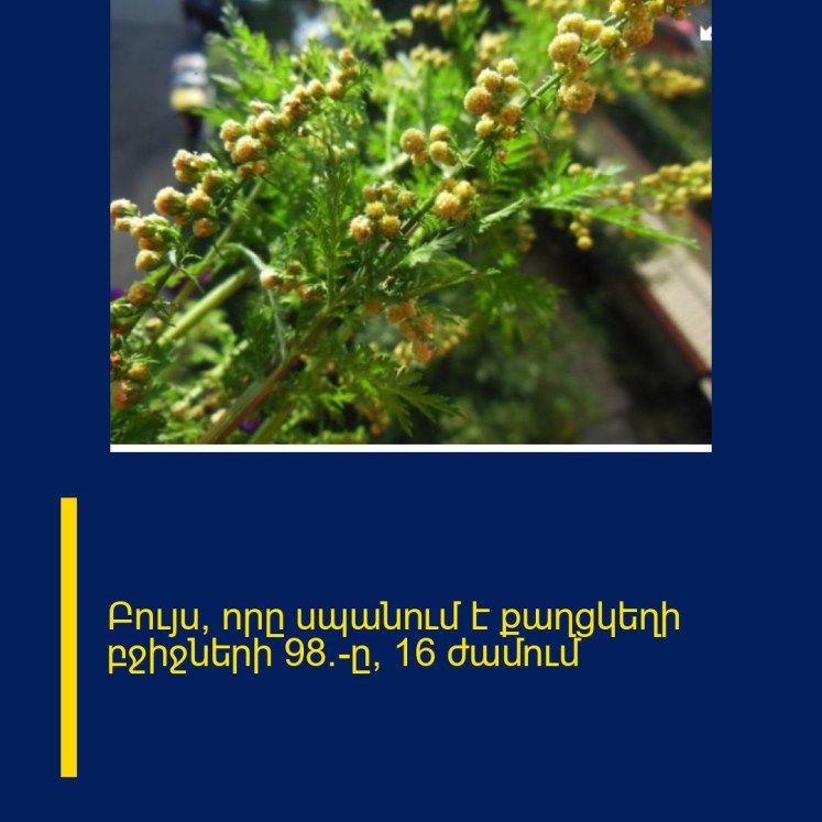 Բույս, որը սպանում է քաղցկեղի բջիջների 98%-ը՝ 16 ժամում Բույս, որը սպանում է քաղցկեղի բջիջների 98%-ը՝ 16 ժամում