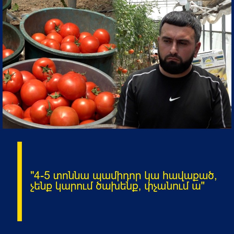 «4-5 տոննա պամիդոր կա հավաքած, չենք կարում ծախենք, փչանում ա» «4-5 տոննա պամիդոր կա հավաքած, չենք կարում ծախենք, փչանում ա»