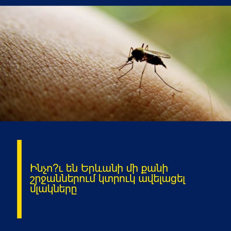 Ինչո՞ւ են Երևանի մի քանի շրջաններում կտրուկ ավելացել մլակները Ինչո՞ւ են Երևանի մի քանի շրջաններում կտրուկ ավելացել մլակները