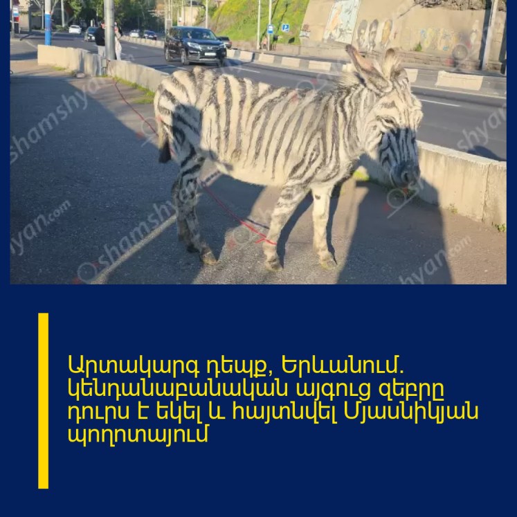 Արտակարգ դեպք՝ Երևանում․ կենդանաբանական այգուց զեբրը դուրս է եկել և հայտնվել Մյասնիկյան պողոտայում