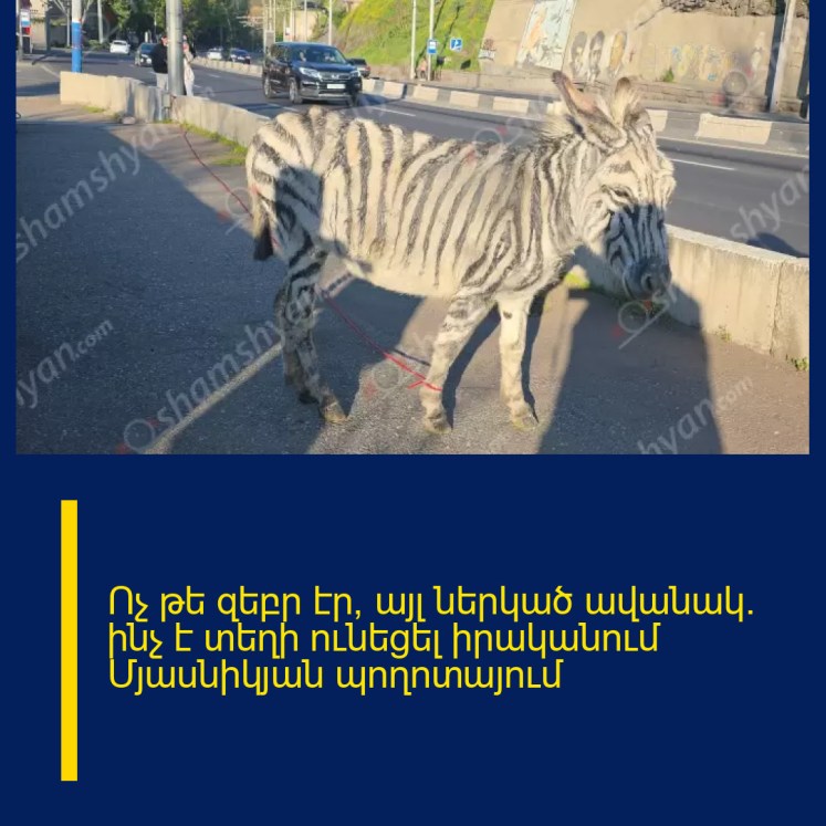 Ոչ թե զեբր էր, այլ ներկած ավանակ․ ինչ է տեղի ունեցել իրականում Մյասնիկյան պողոտայում