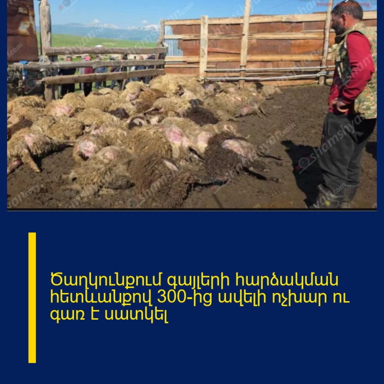 Ծաղկունքում գայլերի հարձակման հետևանքով 300-ից ավելի ոչխար ու գառ է սատկել Ծաղկունքում գայլերի հարձակման հետևանքով 300-ից ավելի ոչխար ու գառ է սատկել